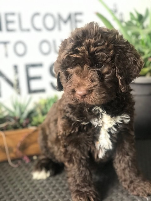 Rainbows end hot sale goldendoodles