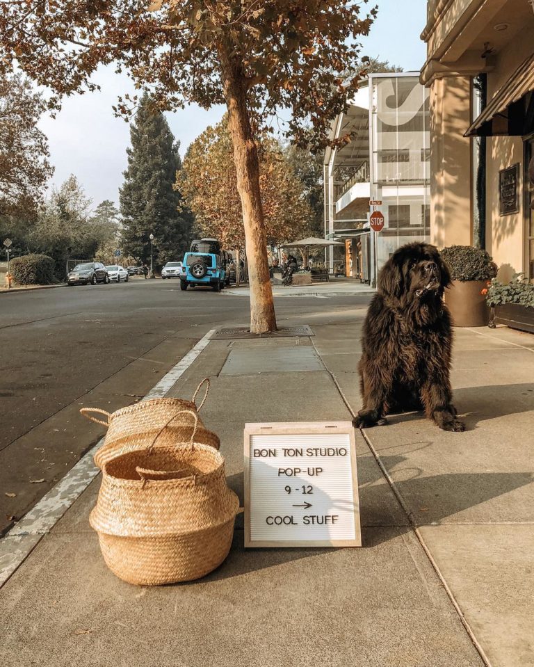 Top 5 DogFriendly Weekend Getaways In California