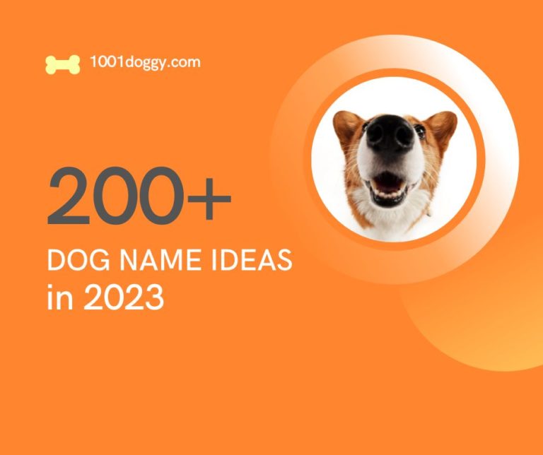 200 DOG NAME Ideas 768x644 