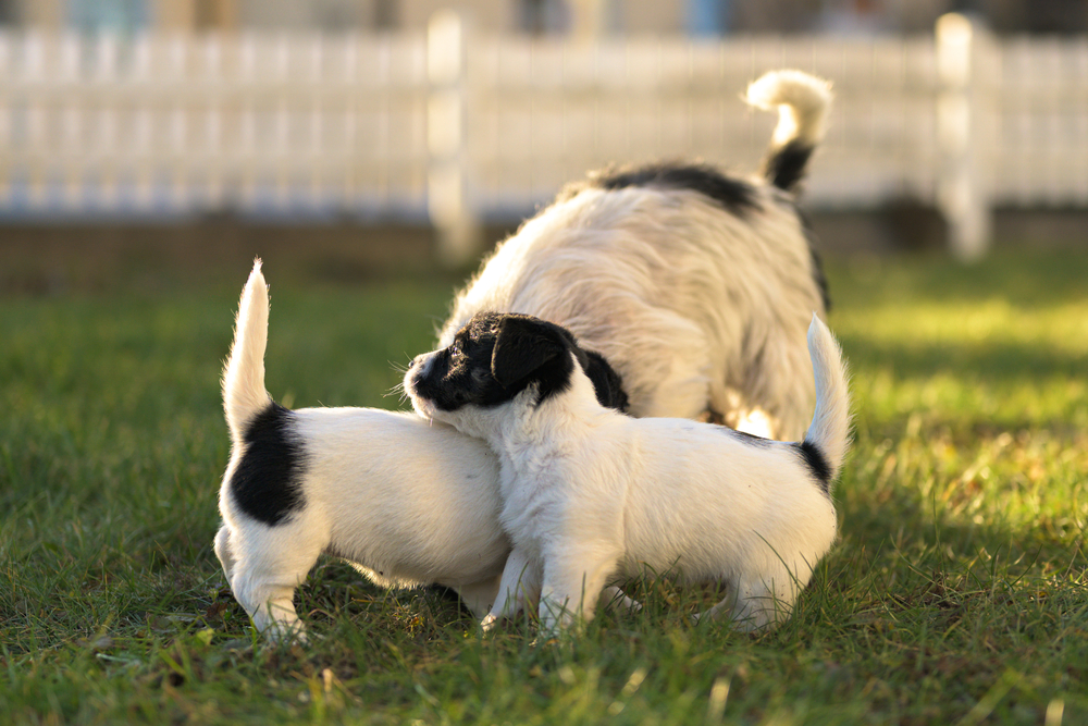 Dogs Lick Other Dogs Privates