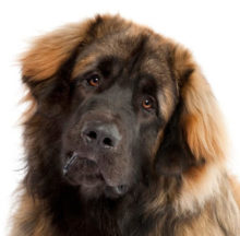 Leonberger Dog Breed: Characteristics, History, Appearance