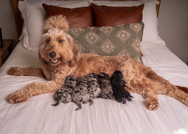 goldendoodle-after-pregnancy