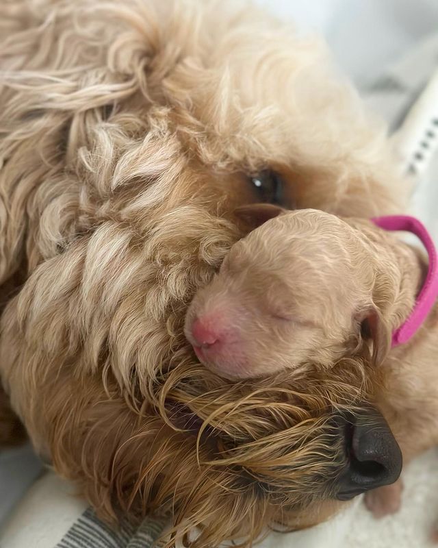 Goldendoodle newborn