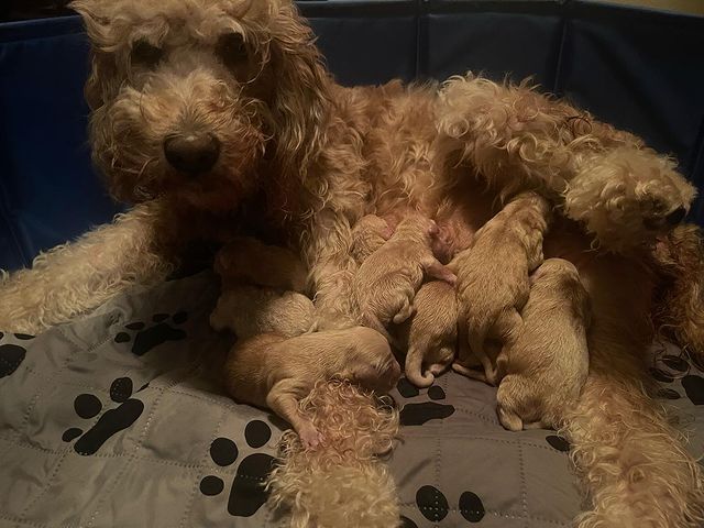 Goldendoodle with puppies