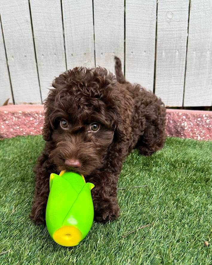 Tampa Goldendoodle