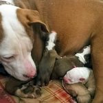 pit bull gave birth