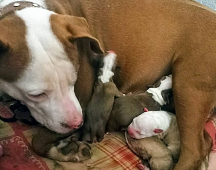 pit bull gave birth