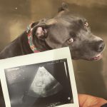 pitbull pregnancy